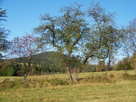 Holzapfelbaum (Foto: S. Heinz)