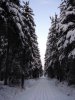 Fichten im Winter (Foto: H.Schmidt)