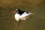 ...und er: ein Gänsesäger-Männchen (Foto: S. Klingner)