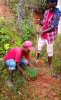 Auch in Madagaskar wurde zur gleichen Zeit gepflanzt! (Foto: Analasoa-Club)