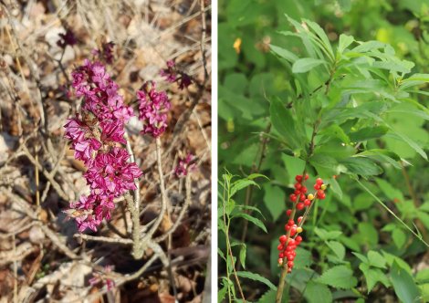 Seidelbast rosa Blüten und rote Beeren